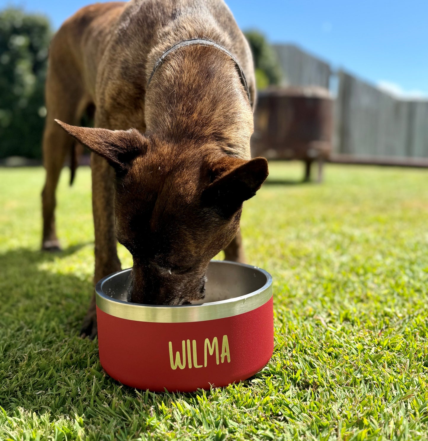 Custom Pet Bowl 🐾